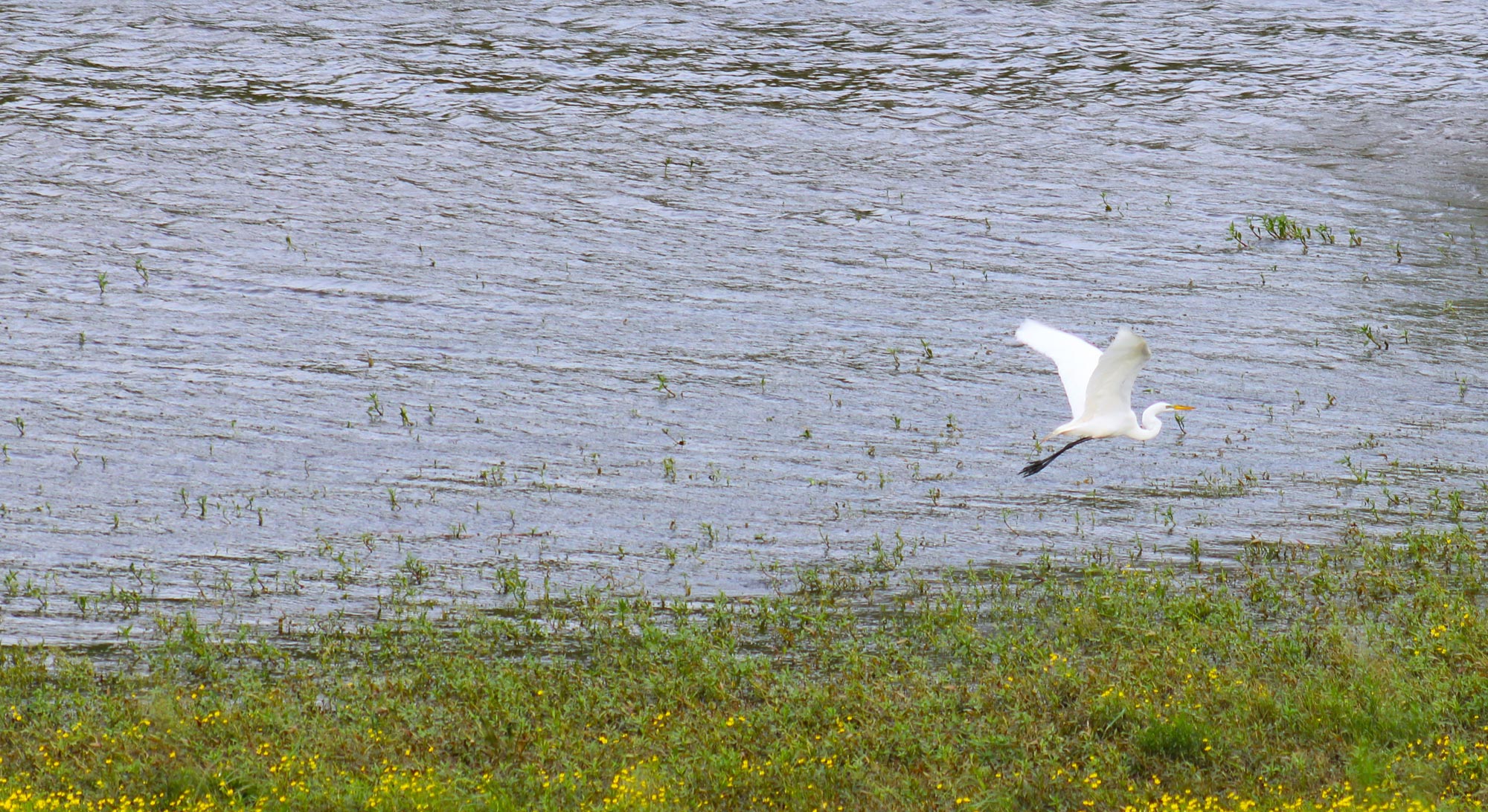 Egret Flying