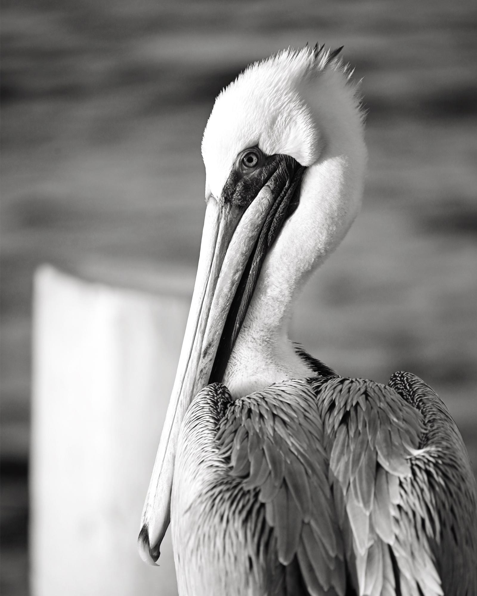 Pelican