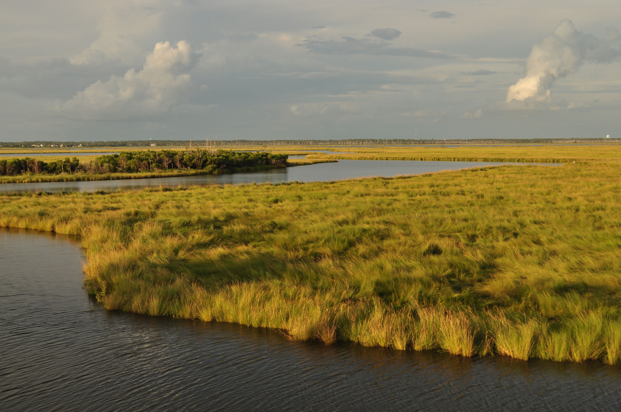 Green marsh and water