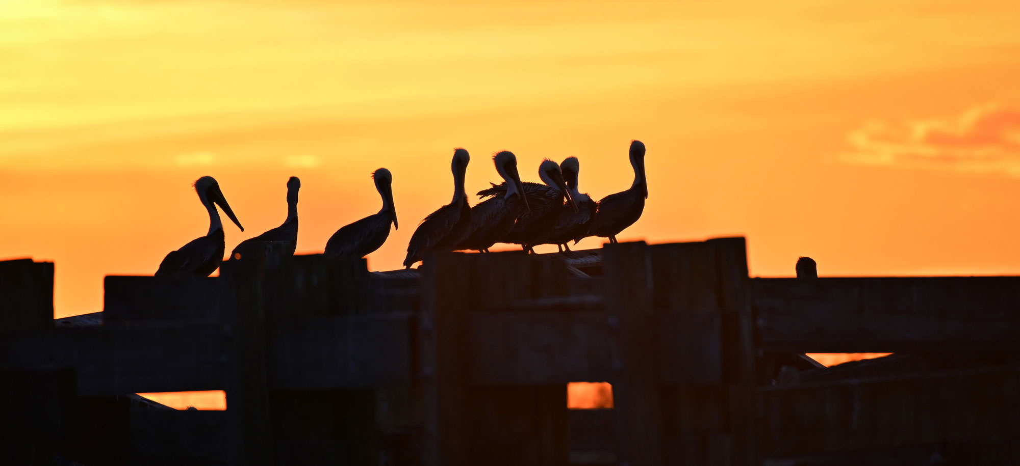 pelicans