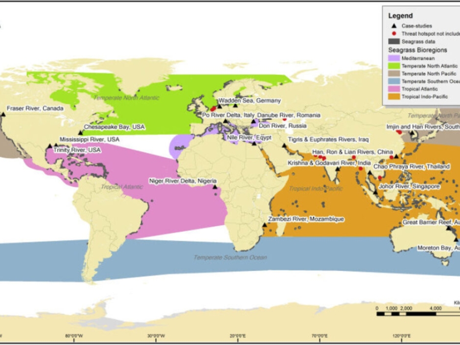 Critical Gaps In Seagrass Protection Reveal The Needs To Address Multiple Pressures And Cumulative Impacts