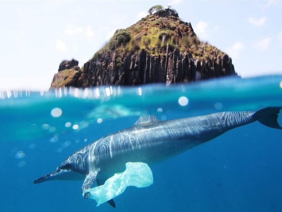 Plastic Pollution Affects Sea Life Throughout The Ocean