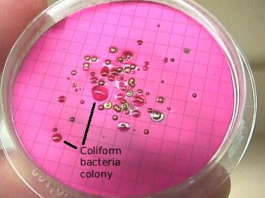 Fecal Coliform Bacteria In Water