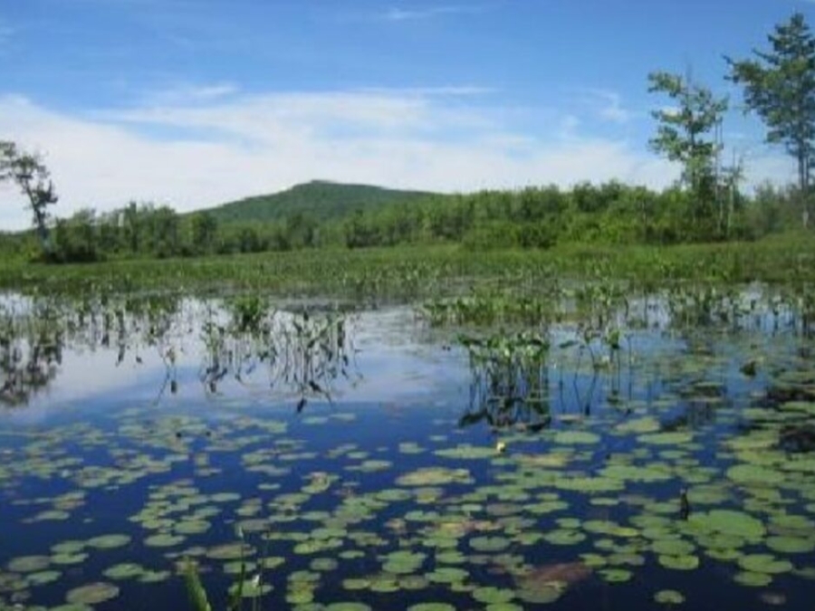 Economic Benefits Of Wetlands