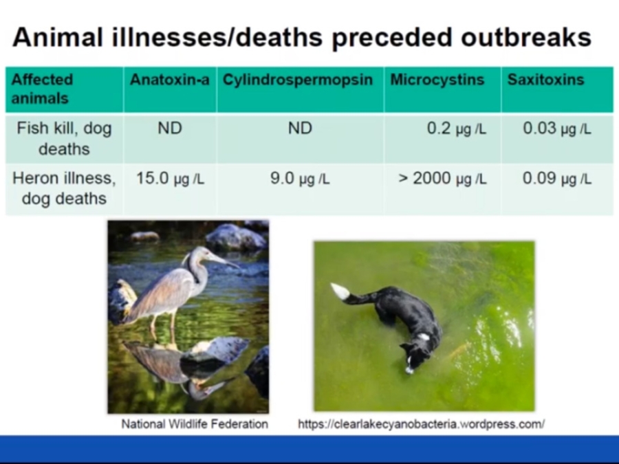 Health Effects Associated With Harmful Algal Bloom And Algal Toxins