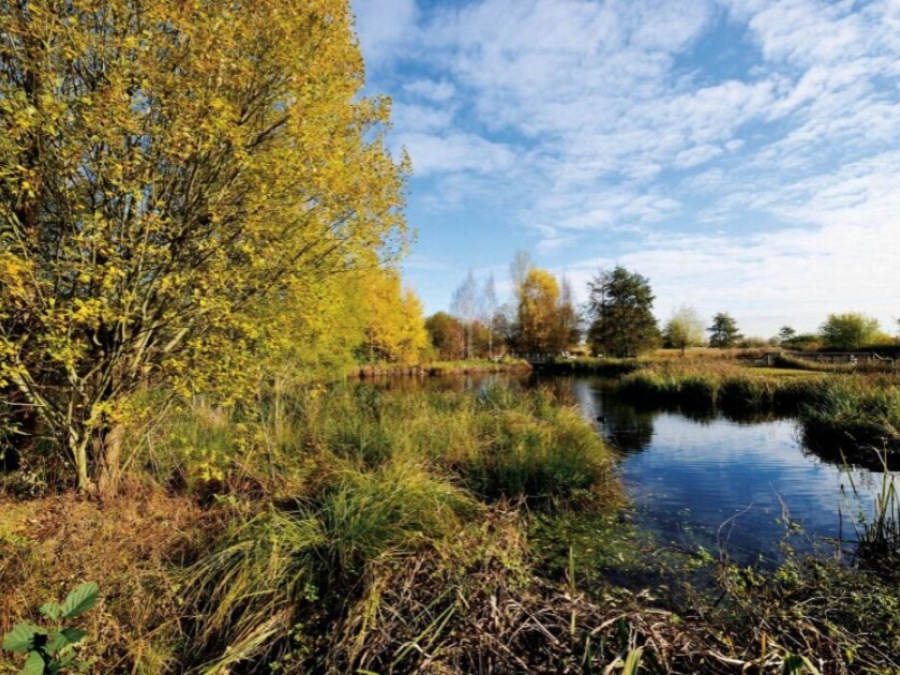 Urban Wetlands