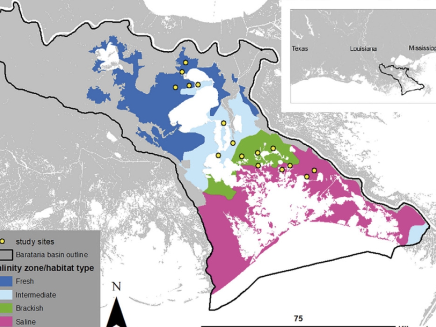 Salinity And Water Clarity Dictate Seasonal Variability In Coastal Submerged Aquatic Vegetation In Subtropical Estuarine Environments