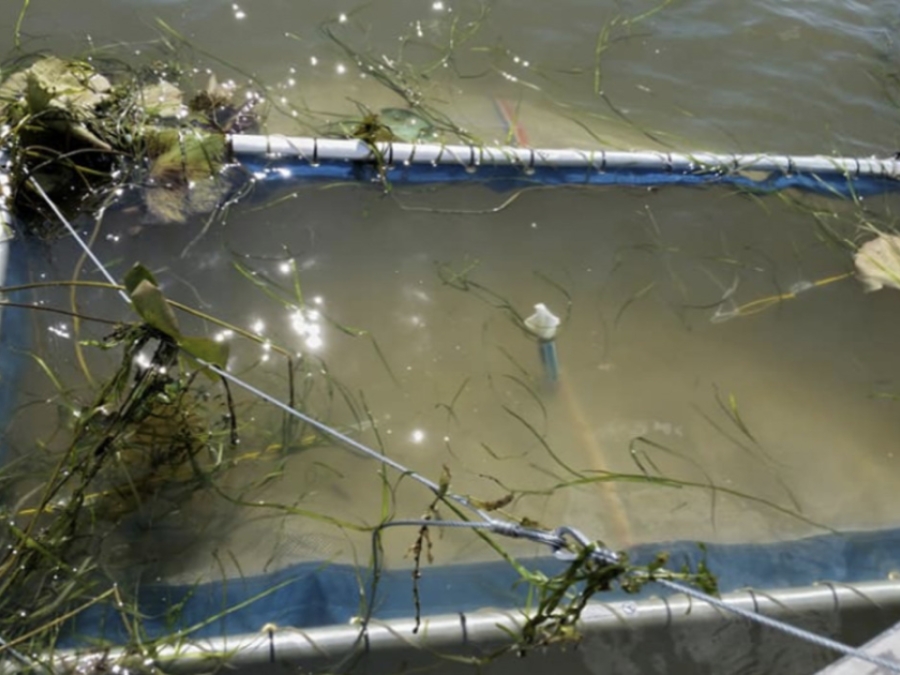 Fish Communinties In Submerged Aquatic Vegetation