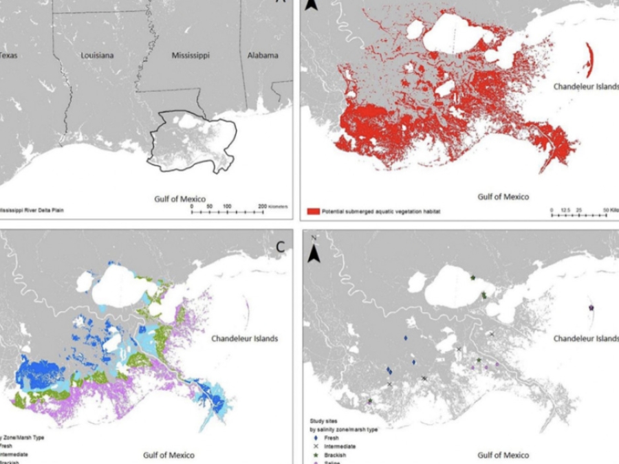 Estuarine Submerged Aquatic Vegetation Habitat Provides Organic Carbon Storage Across A Shiftign Landscape