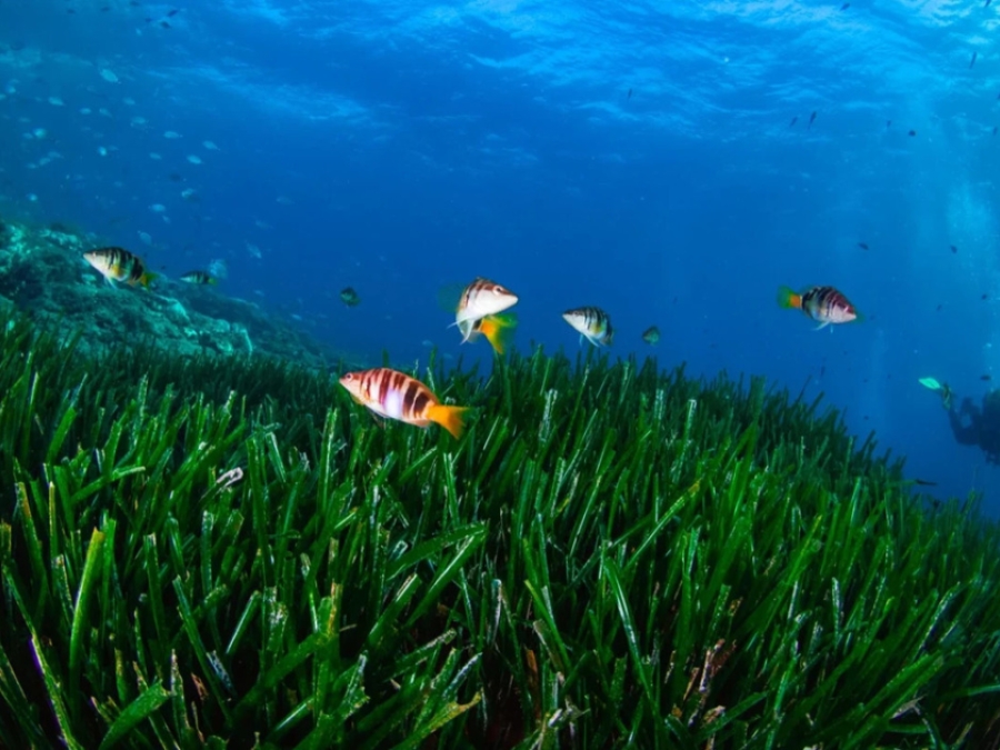 Seagrass Guide: What Is It And Why Is It So Important?