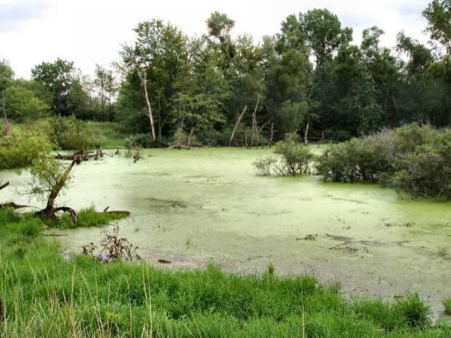 What Is A Wetland?