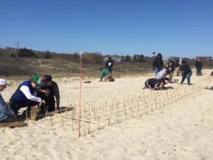 Nourishing Ecology And Society With Beachgrass