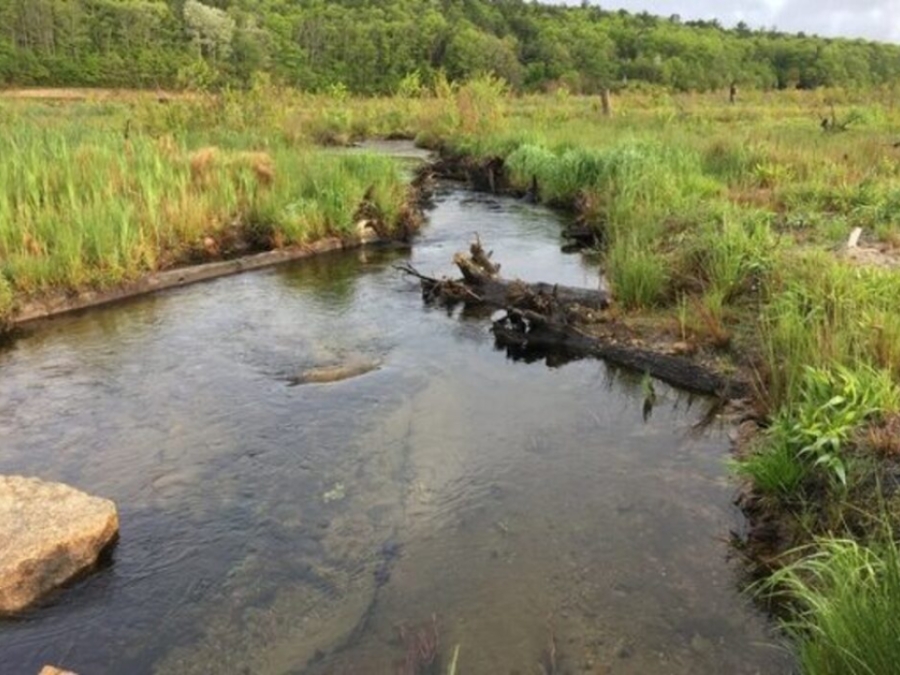 Coastal Wetlands: Too Valuable To Lose