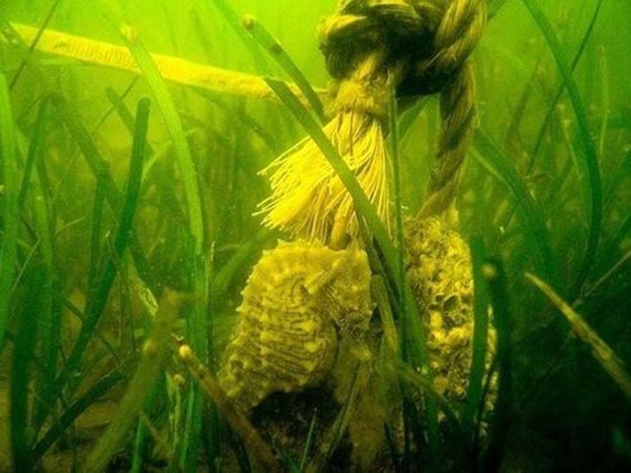 SAV in the Chesapeake Bay. Credit: Maryland Department of Natural Resources