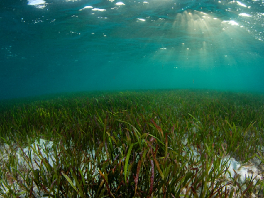 What Threats Do Mangroves And Seagrass Face?