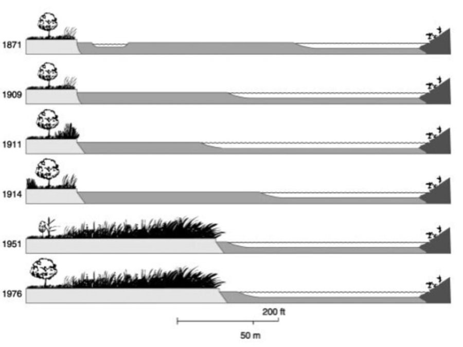 Causes And Consequences Of Invasive Plants In Wetlands: Opportunities, Opportunists, And Outcomes