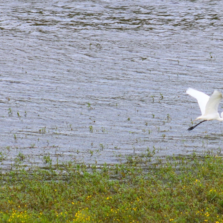 Egret Flying