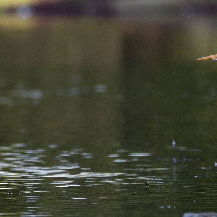 Egret